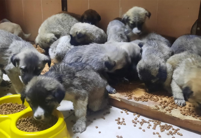 Büyükşehir 63 yavru köpeği ölümden kurtardı