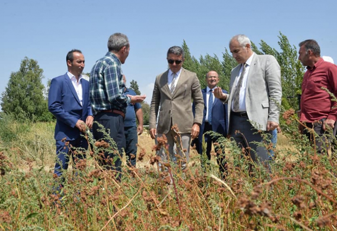 Erzurum'da karabuğdayın hasadına başlandı