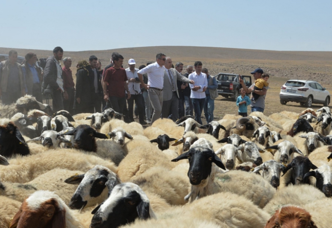 Erzurum'un yaylaları göçer aileleri ağırlıyor